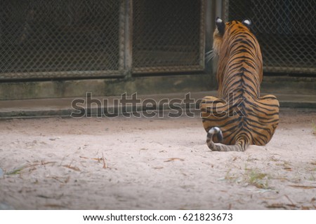 tiger is sitting with his back to the viewer in zoo