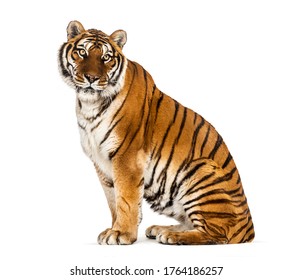 454 Crossbreed tiger Images, Stock Photos & Vectors | Shutterstock