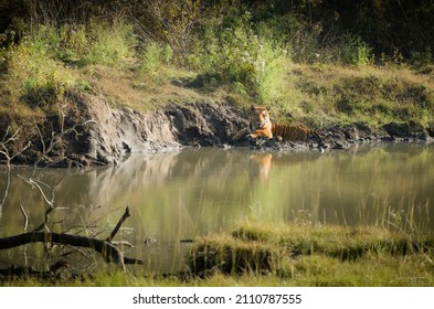 Tiger Sitting Near Lake In The Forest