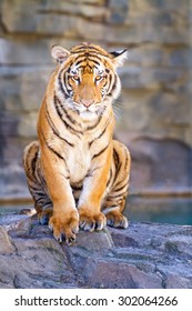 Tiger Sitting On Rocks