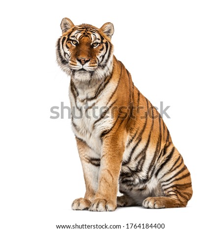 Tiger sitting proudly, isolated on white