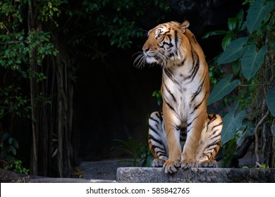 Tiger sitting and staring at something.