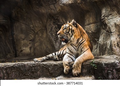 Tiger Sitting In A Zoo.