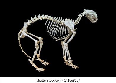 Siberian Tiger Skeleton