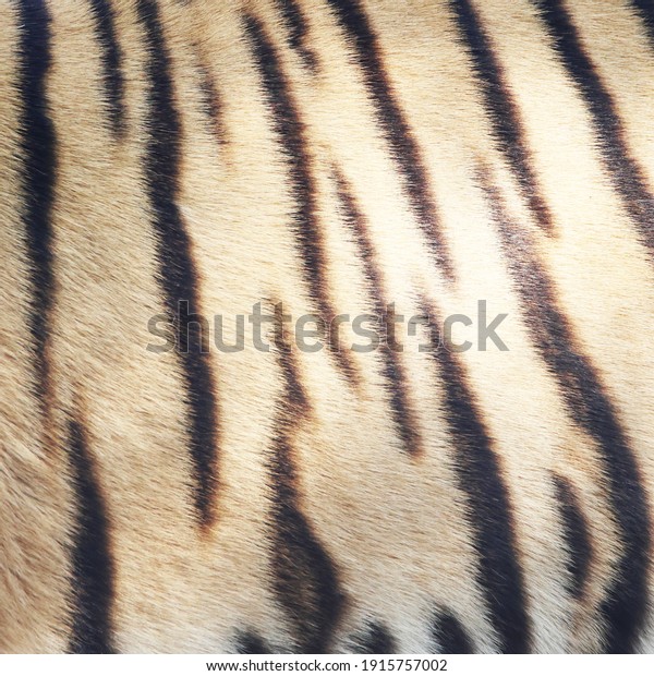 tiger skin close up\
details