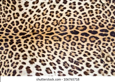 Tiger skin pattern closeup for background user