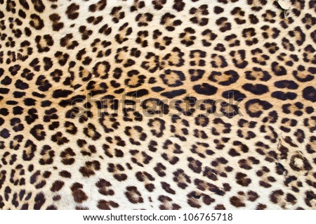 Tiger skin pattern closeup for background user