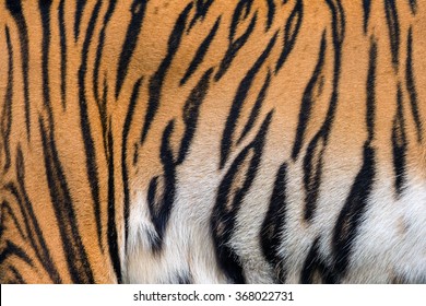 Tiger Skin Texture.