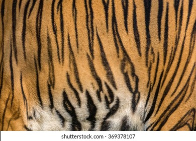 Tiger Skin Texture.