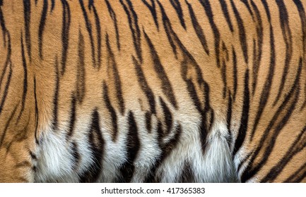 Tiger Skin Texture.