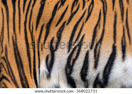 tiger skin texture.