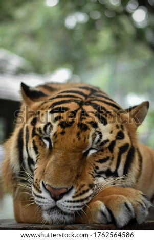 The tiger is sleeping and lying under a big tree.