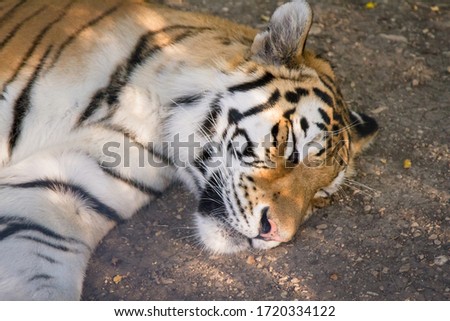 
Tiger sleeping on the ground on a sunny day