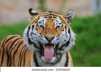 Tiger Smiling