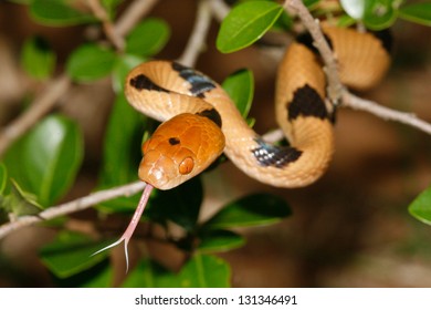 Tiger Snake