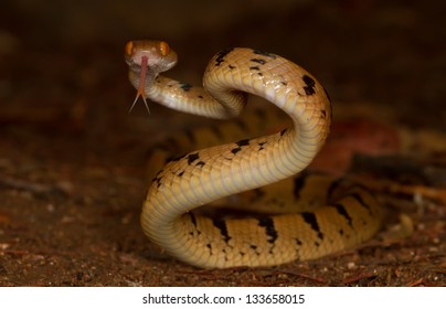 Tiger Snake