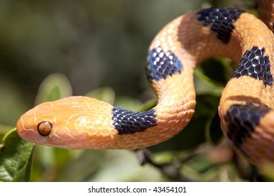 Tiger Snake