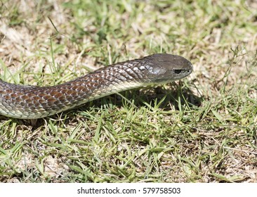 Tiger Snake Australia Stock Photo (Edit Now) 579758503