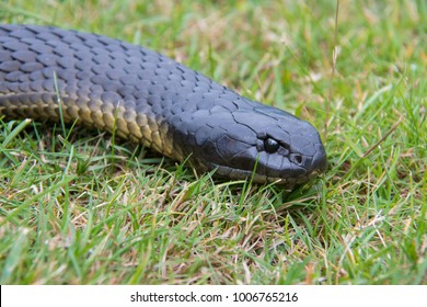 Tiger Snake Tasmania Australia Stock Photo 1006765216 | Shutterstock