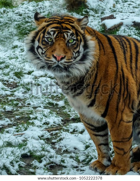 bright eyes tiger