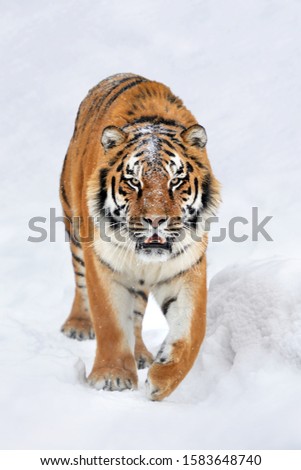 Similar – Image, Stock Photo Close up portrait of one young Siberian tiger in white snow