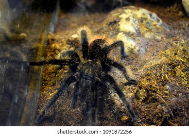 Tiger Spider Tarantula