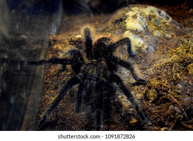 Tiger Spider Tarantula