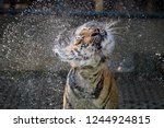 tiger spin head