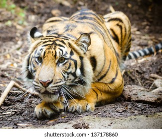 Tiger Stalking 