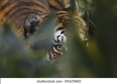 Tiger Stalking