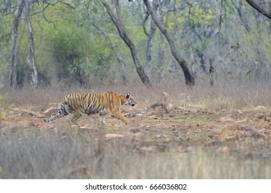 Tiger Stalking On Prey 