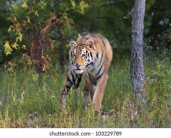 Tiger Stalking Prey