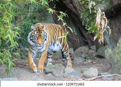 A Tiger Stalking Its Prey