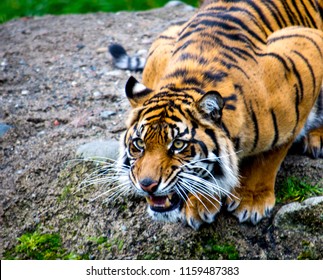 Tiger Stalking Prey