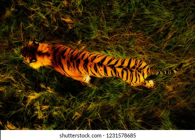 Tiger Stalking Prey