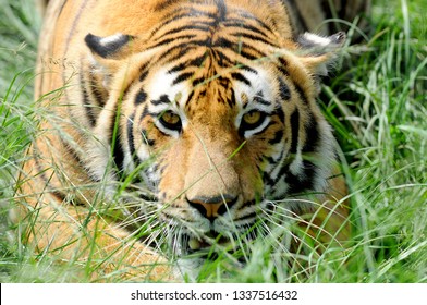 Tiger Stalking Prey