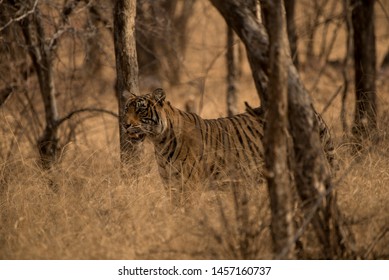 Tiger Stalking Prey At Dawn