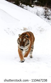 Tiger Stalking Prey In Fresh Snow