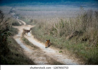 Tiger Stalking A Spotted Deer