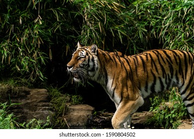 Tiger Stalking Through The Grass