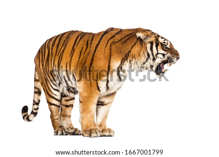 Tiger standing and growling, big cat, isolated on white