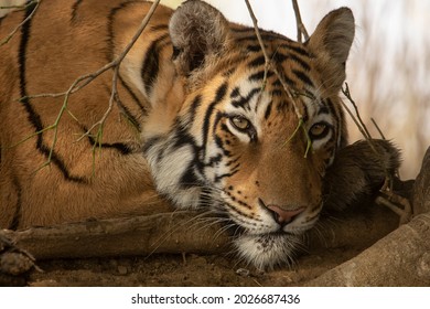 Tiger Stare. The Eye Contact Is Priceless