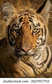 Tiger Staring With Proper Eye Contact