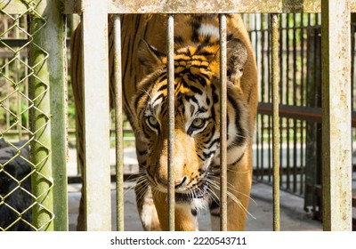 The Tiger In Steel Cage