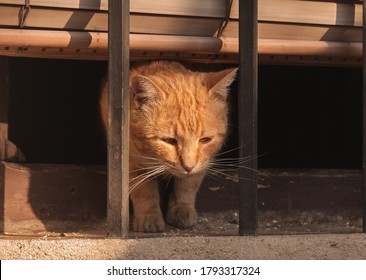 Tiger Striped Cat Stalking Its Next Pray From The Frame Of An Old House Window