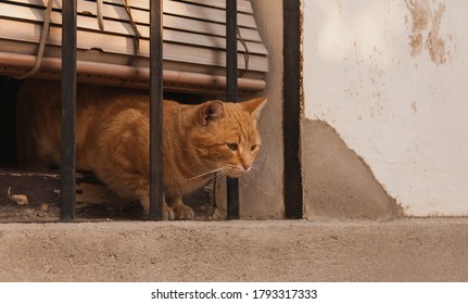 Tiger Striped Cat Stalking Its Next Pray From The Frame Of An Old House Window