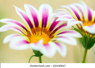 Tiger Striped Gazania Flower, Close Up