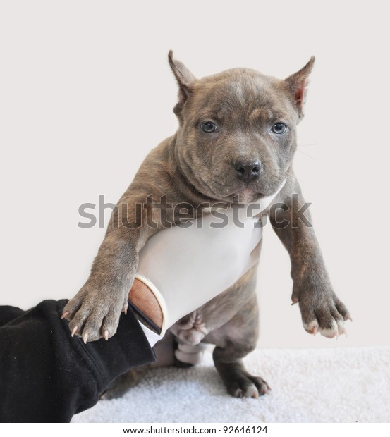 Tiger Striped Purebred Blue Nose Canine American Bully Puppy Six Weeks Old ...