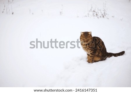 Tiger stripped cat rest in snowy garden.
