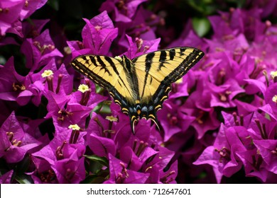 tiger swallowtail butterfly 